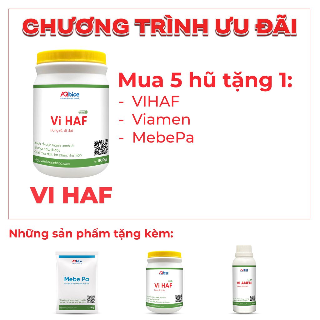 Thuốc kích rễ cho cây ra rễ nhanh, đi đọt, đứng cây Vi HAF