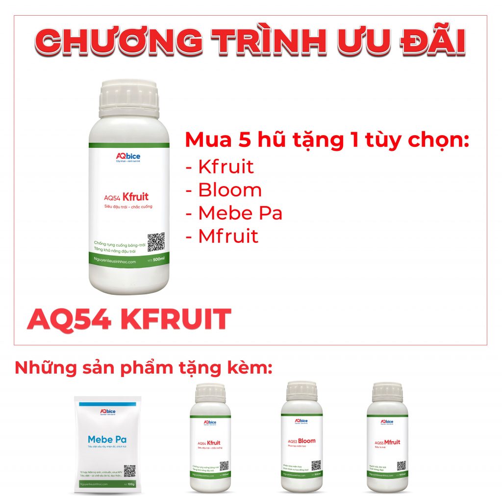 Thuốc siêu ra hoa đậu trái AQ54 Kfruit trái to, chắc hạt