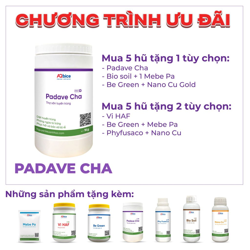 Thuốc trị tuyến trùng rễ Padave Cha tái tạo và bảo vệ bộ rễ