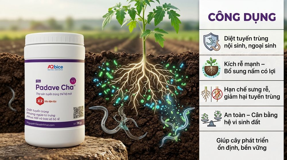 Padave Cha - Thợ săn tuyến trùng, phục hồi và bảo vệ bộ rễ 14 Thuốc trị tuyến trùng rễ Padave Cha tái tạo và bảo vệ bộ rễ