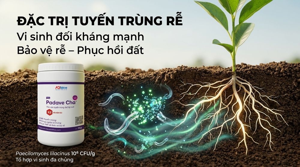 Padave Cha - Thợ săn tuyến trùng, phục hồi và bảo vệ bộ rễ 12 Thuốc trị tuyến trùng rễ Padave Cha tái tạo và bảo vệ bộ rễ