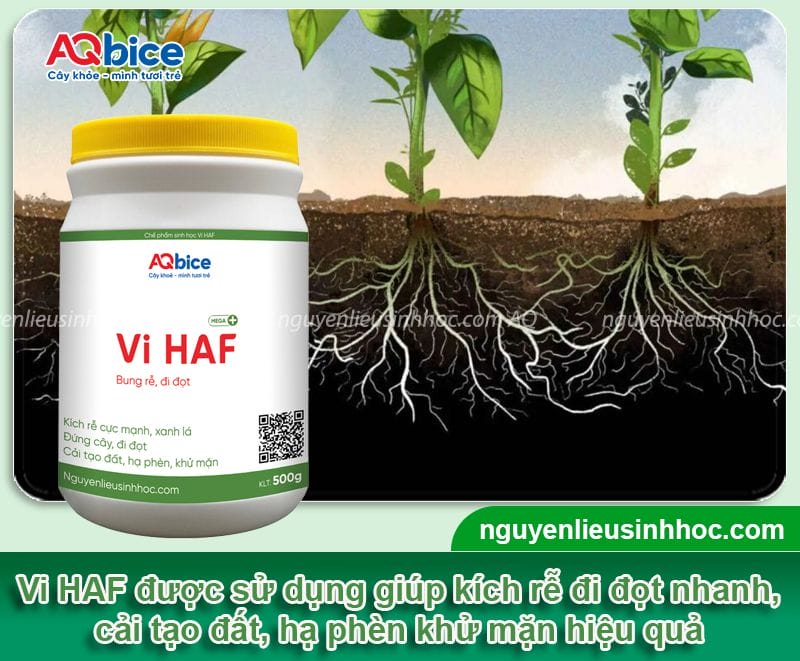 VI HAF - Bung rễ đi đọt, chống nghẹt rễ 10 VI HAF – Bung rễ đi đọt, chống nghẹt rễ