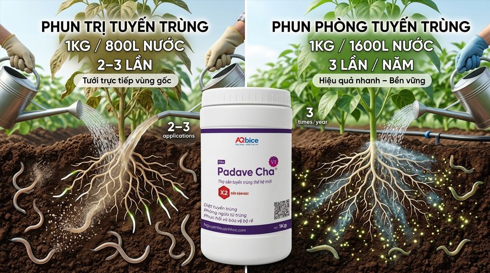 Padave Cha - Thợ săn tuyến trùng, phục hồi và bảo vệ bộ rễ 15 Thuốc trị tuyến trùng rễ Padave Cha tái tạo và bảo vệ bộ rễ