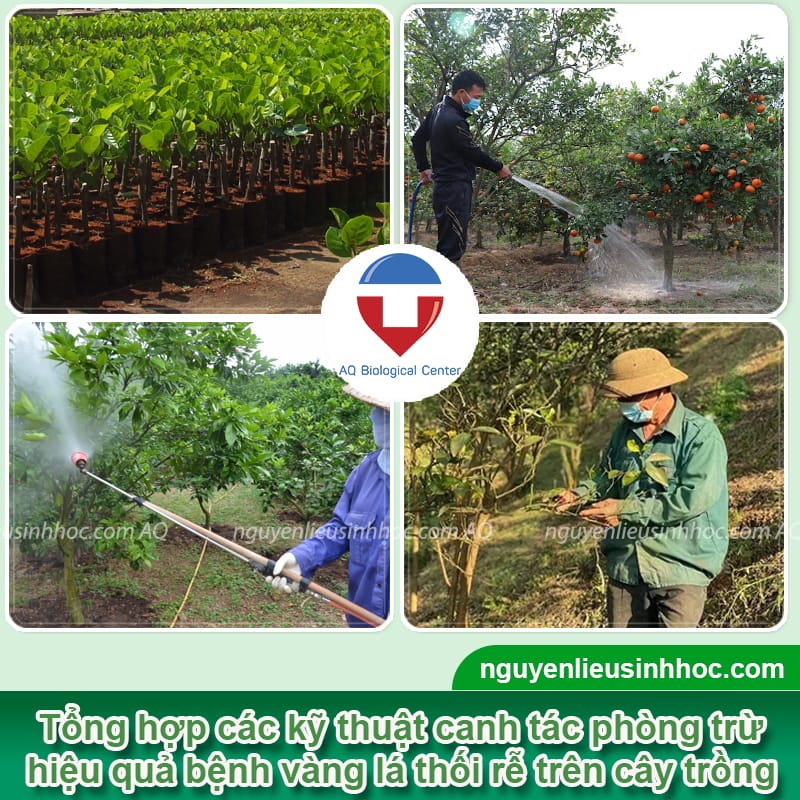 Thuốc đặc trị vàng lá thối rễ Be Green hiệu quả nhanh, giá tốt