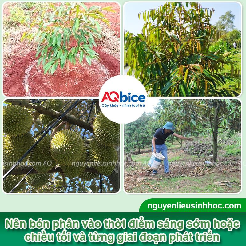VI AMEN - Siêu dinh dưỡng cây trồng, Siêu phân bón lá 8 Phân bón siêu dinh dưỡng VI AMEN xanh lá, đứng cây, mập búp