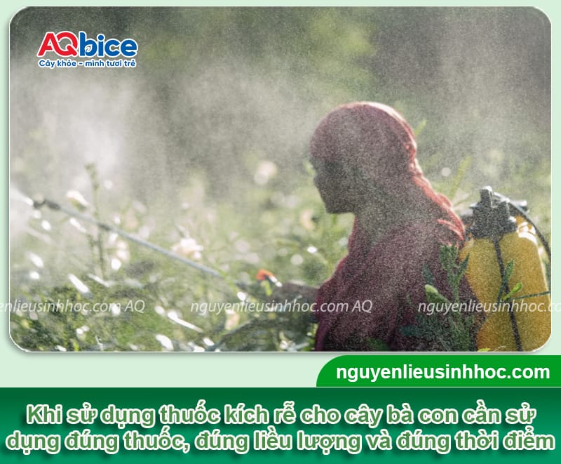 VI HAF - Bung rễ đi đọt, chống nghẹt rễ 9 VI HAF – Bung rễ đi đọt, chống nghẹt rễ