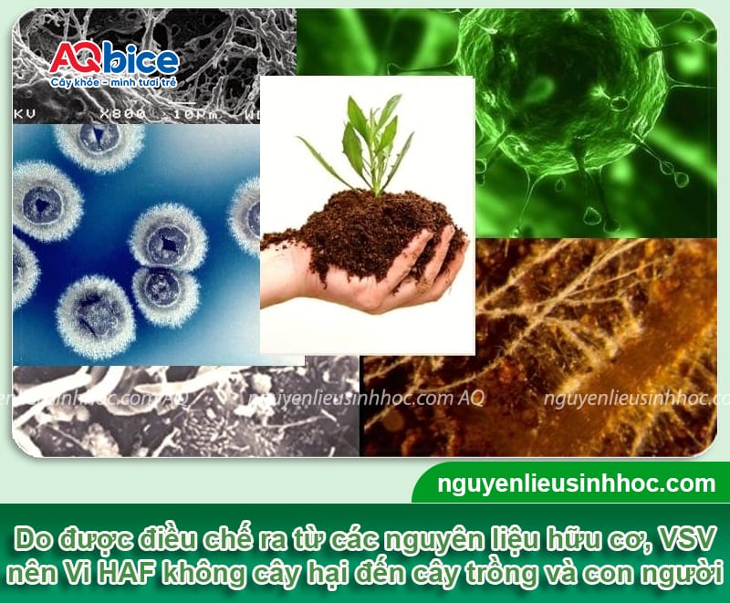 VI HAF - Bung rễ đi đọt, chống nghẹt rễ 11 VI HAF – Bung rễ đi đọt, chống nghẹt rễ