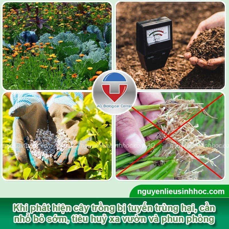 Thuốc trị tuyến trùng rễ Padave Cha tái tạo và bảo vệ bộ rễ