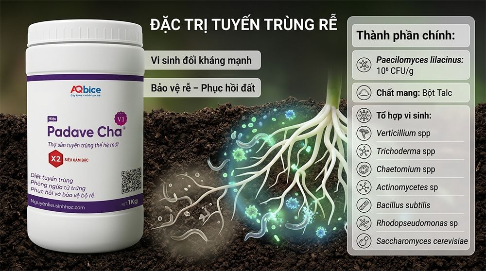 Padave Cha - Thợ săn tuyến trùng, phục hồi và bảo vệ bộ rễ 13 Thuốc trị tuyến trùng rễ Padave Cha tái tạo và bảo vệ bộ rễ