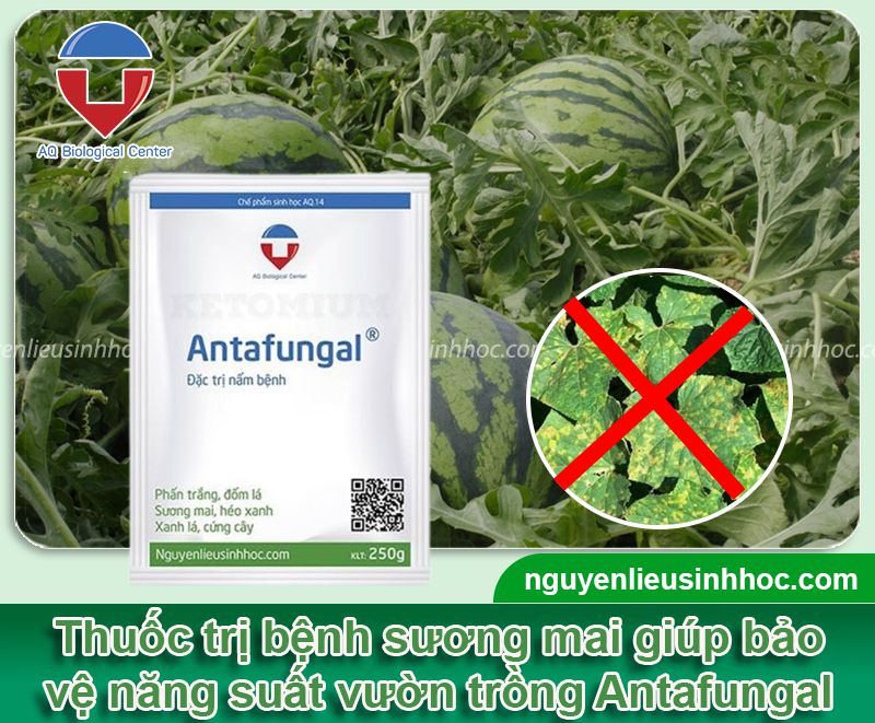 Thuốc đặc trị bệnh sương mai, đốm lá, héo xanh Antafungal