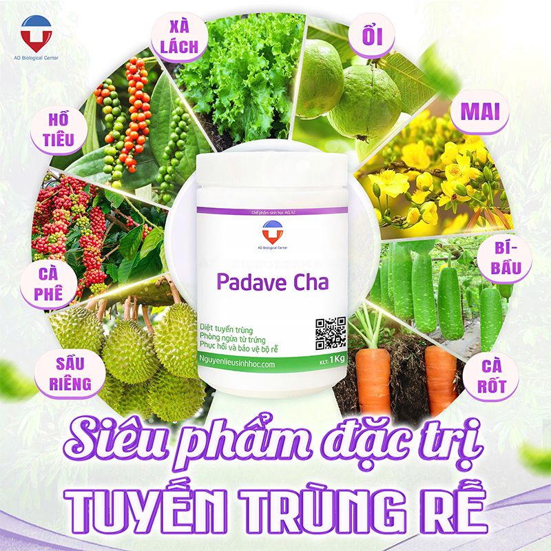 Thuốc trị tuyến trùng rễ Padave Cha phục hiệu quả, dứt điểm