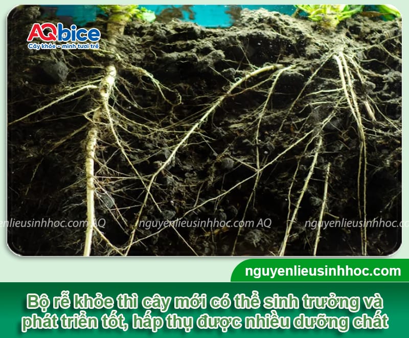 VI HAF - Bung rễ đi đọt, chống nghẹt rễ 8 VI HAF – Bung rễ đi đọt, chống nghẹt rễ