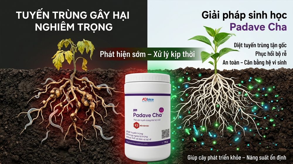 Padave Cha - Thợ săn tuyến trùng, phục hồi và bảo vệ bộ rễ 7 Thuốc trị tuyến trùng rễ Padave Cha tái tạo và bảo vệ bộ rễ