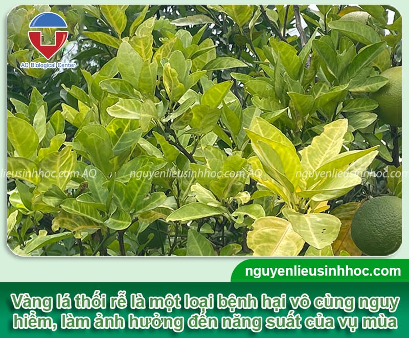 Thuốc đặc trị vàng lá thối rễ Be Green hiệu quả nhanh, giá tốt