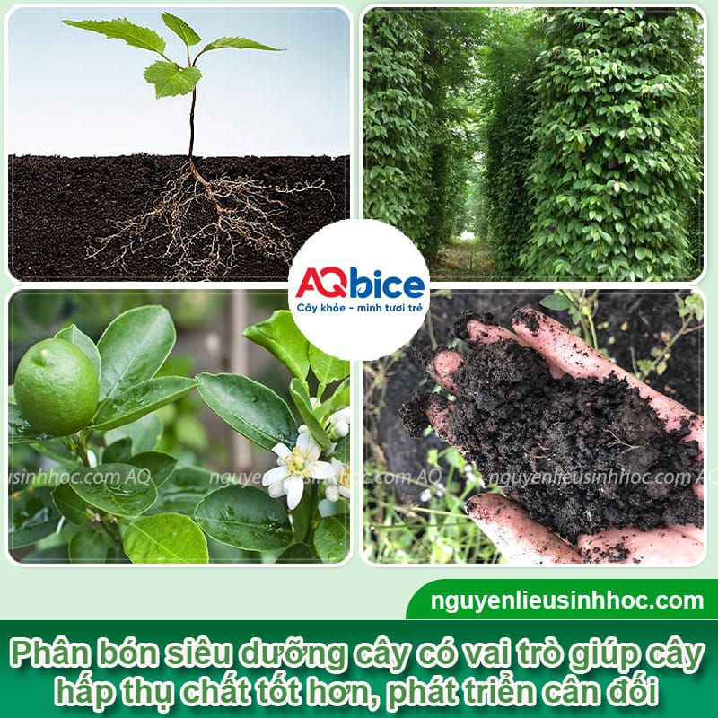 VI AMEN - Siêu dinh dưỡng cây trồng, Siêu phân bón lá 7 Phân bón siêu dinh dưỡng VI AMEN xanh lá, đứng cây, mập búp