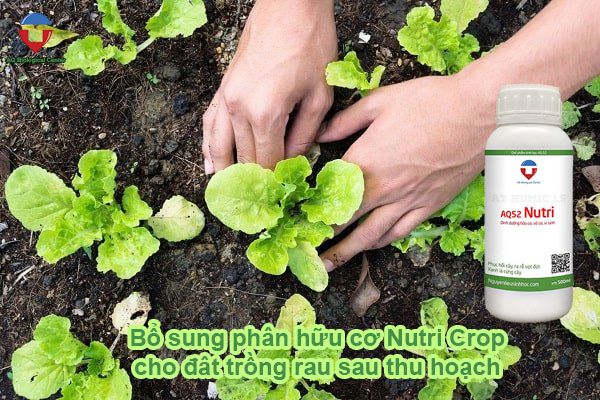 Hướng dẫn cải tạo đất trồng rau trước & sau thu hoạch