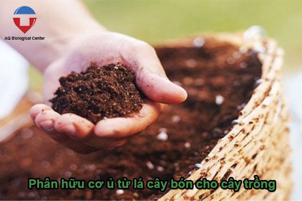 Cách ủ phân hữu cơ từ lá cây, rơm rạ đơn giản, hiệu quả