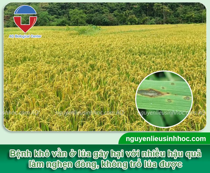 Bệnh khô vằn hại lúa: Biện pháp phòng trừ hiệu quả, an toàn