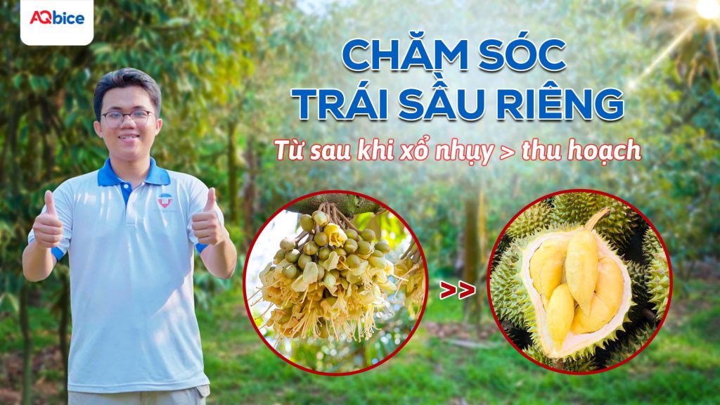 Chăm sóc sầu riêng giai đoạn nuôi trái giúp vụ mùa bội thu