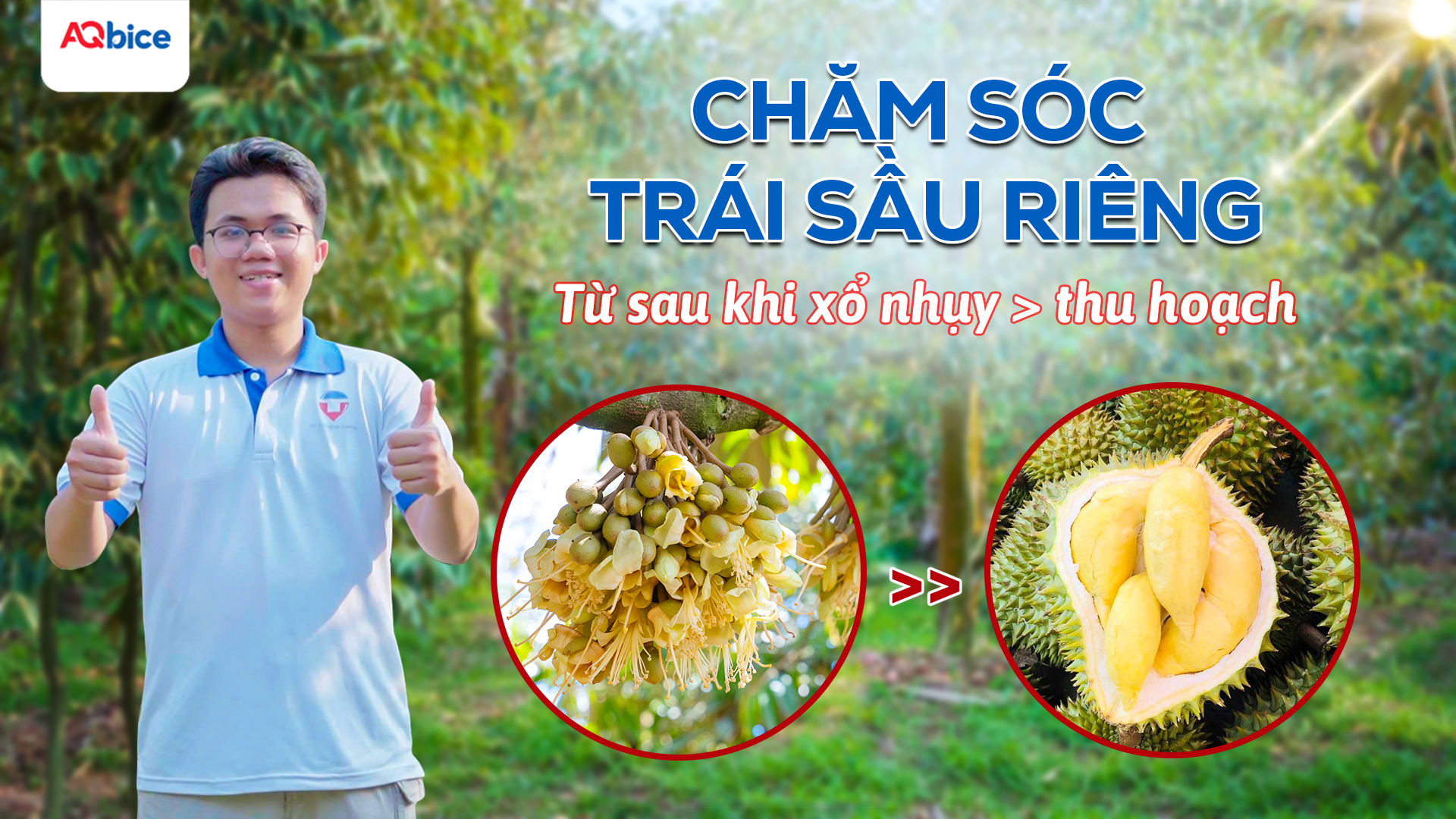 Chăm sóc sầu riêng giai đoạn nuôi trái giúp vụ mùa bội thu