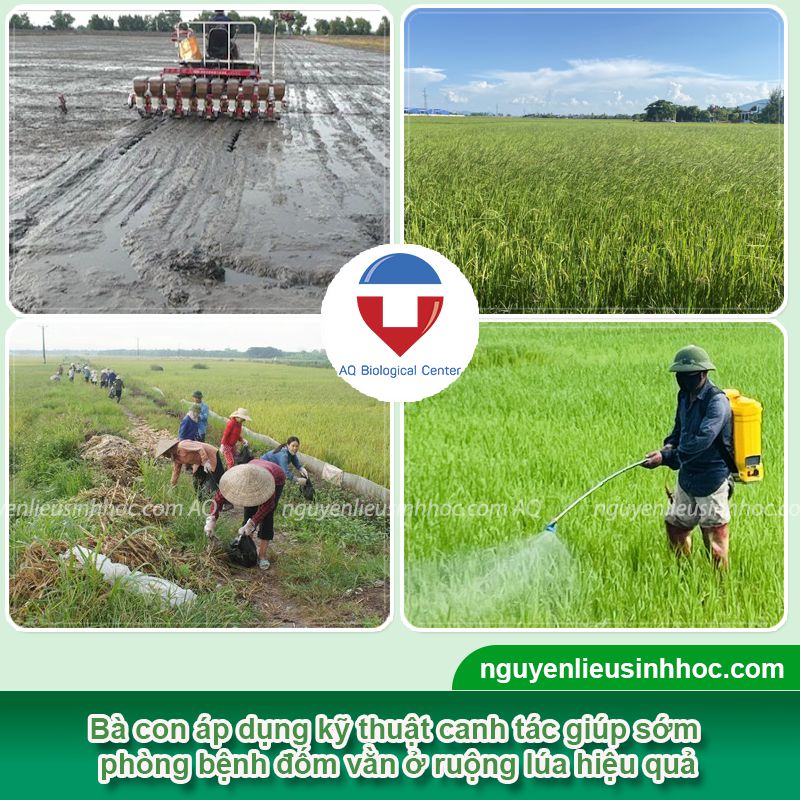 Bệnh khô vằn hại lúa: Biện pháp phòng trừ hiệu quả, an toàn