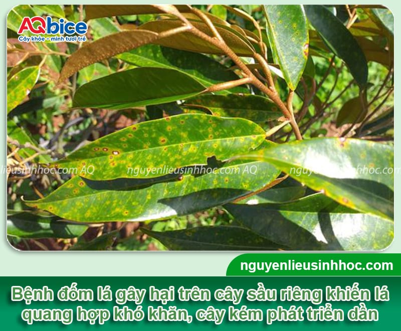 Bệnh đốm lá trên cây sầu riêng: Nguyên nhân & Cách phòng trị
