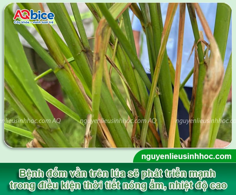 Bệnh khô vằn hại lúa có dấu hiệu gì và Cách phòng trừ 3 Bệnh khô vằn hại lúa có dấu hiệu gì và Cách phòng trừ