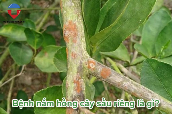 Bệnh nấm hồng cây sầu riêng nguyên nhân và cách phòng trị