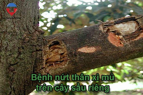 Các bệnh thường gặp ở cây sầu riêng và cách phòng trừ