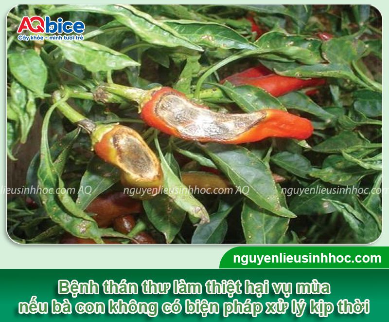 Bệnh thán thư trên ớt và Cách phòng trị dứt điểm 1 Bệnh thán thư trên ớt và Cách phòng trị dứt điểm