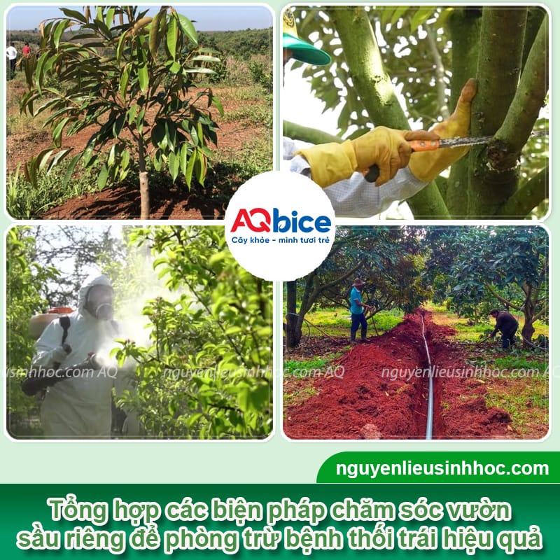 Bệnh thối trái cây sầu riêng do đâu và Cách phòng trừ