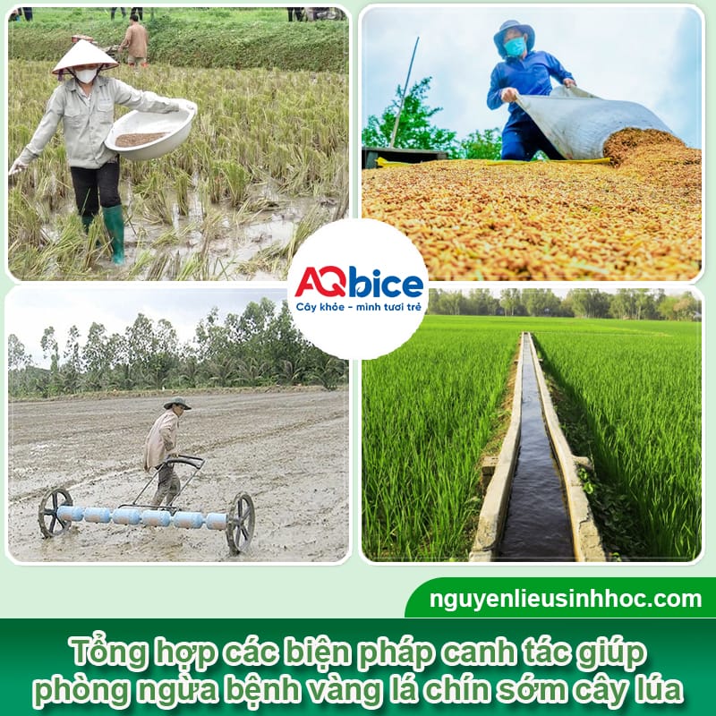 Bệnh vàng lá chín sớm cây lúa: Nguyên nhân và thuốc đặc trị 3 Bệnh vàng lá chín sớm cây lúa: Nguyên nhân và thuốc đặc trị