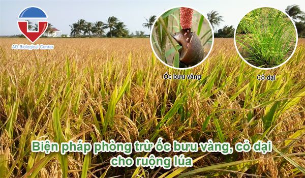 Kỹ thuật chăm sóc lúa gieo sạ đạt năng suất cao, trúng mùa
