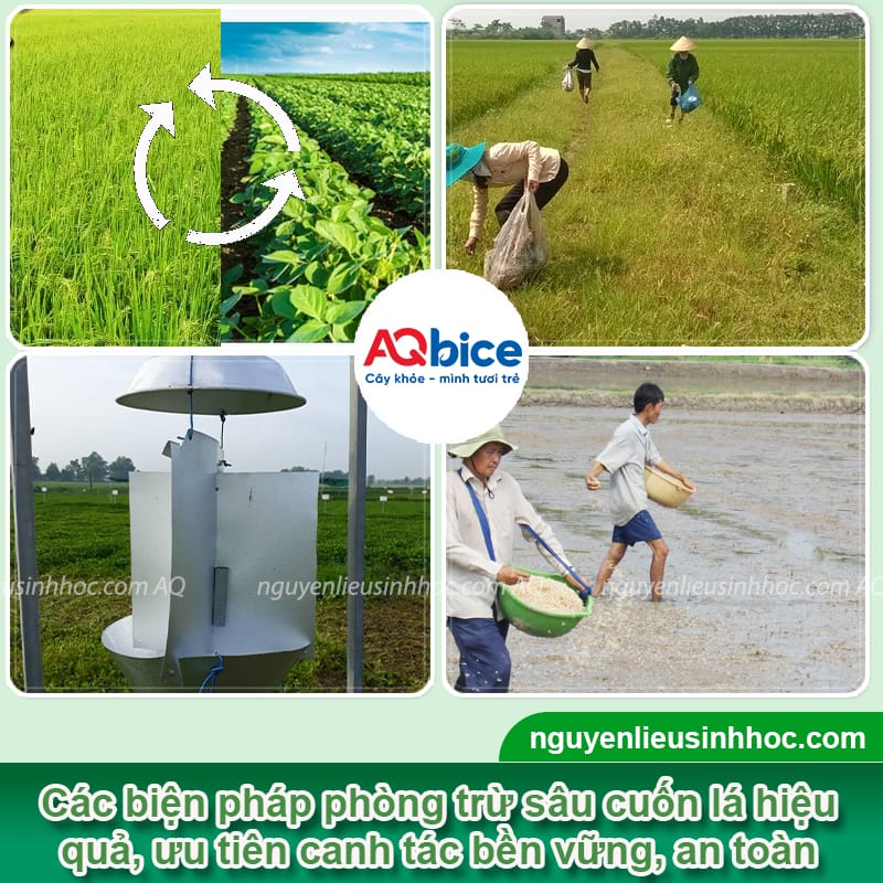 Sâu cuốn lá hại lúa và Biện pháp phòng trừ dứt điểm