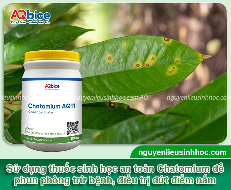 Bệnh đốm lá trên cây sầu riêng: Nguyên nhân & Cách phòng trị 4 Bệnh đốm lá trên cây sầu riêng: Nguyên nhân & Cách phòng trị