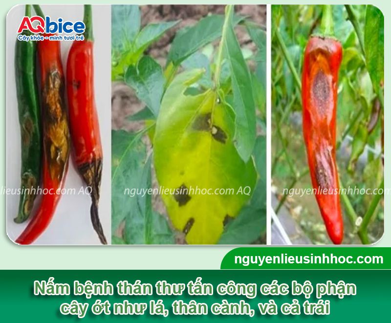 Bệnh thán thư trên ớt và Cách phòng trị dứt điểm 2 Bệnh thán thư trên ớt và Cách phòng trị dứt điểm