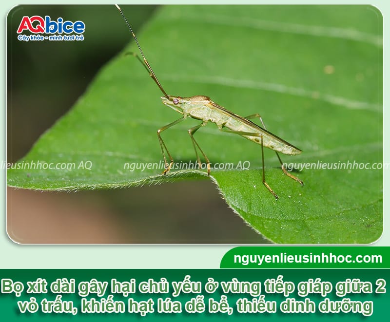 Tổng hợp các loại sâu bệnh hại lúa và Cách phòng trừ 5 Tổng hợp các loại sâu bệnh hại lúa và Cách phòng trừ