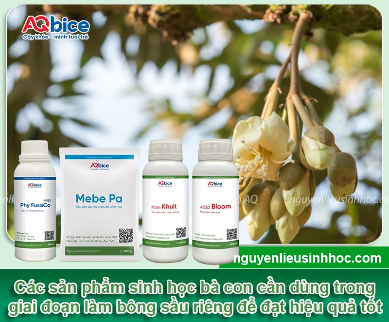 Kỹ thuật làm bông sầu riêng ra đồng loạt, trái đậu sai trĩu