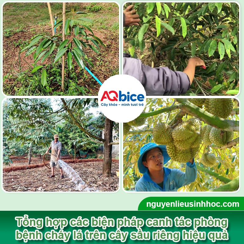 Thuốc đặc trị cháy lá trên cây sầu riêng được bà con tin dùng 3 Thuốc đặc trị cháy lá trên cây sầu riêng được bà con tin dùng