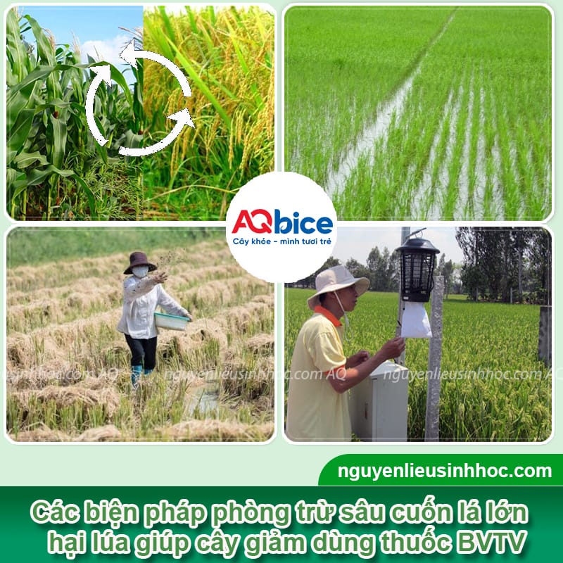 Nhận biết sâu cuốn lá lớn hại lúa và Phòng trừ tận gốc 4 Nhật biết sâu cuốn lá lớn hại lúa và Phòng trừ tận gốc