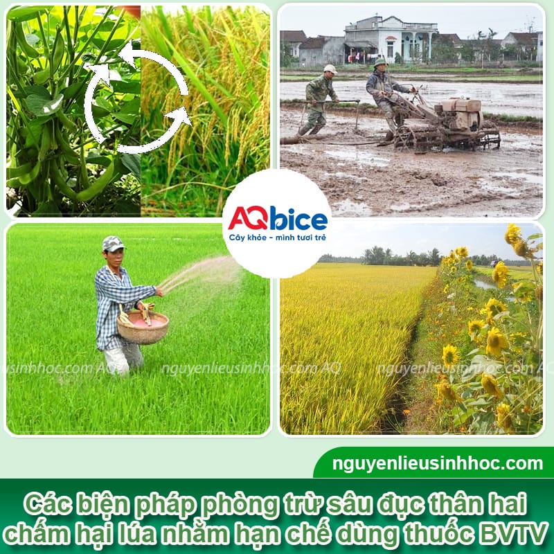 Sâu đục thân hai chấm hại lúa: Đặc điểm và Cách phòng trừ 4 Sâu đục thân hai chấm hại lúa: Đặc điểm và Cách phòng trừ