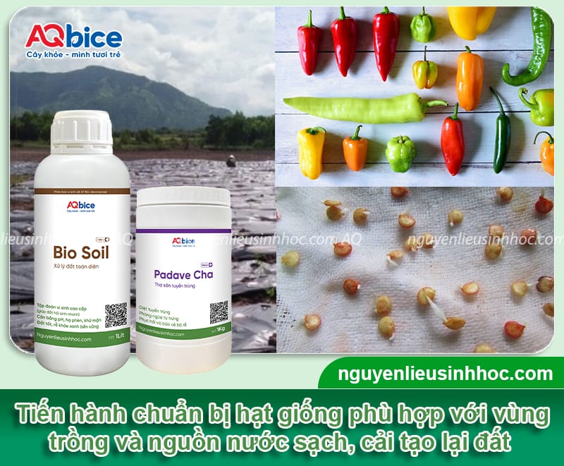 Kỹ thuật trồng ớt chi tiết giúp cây sai trái, nhanh thu hoạch