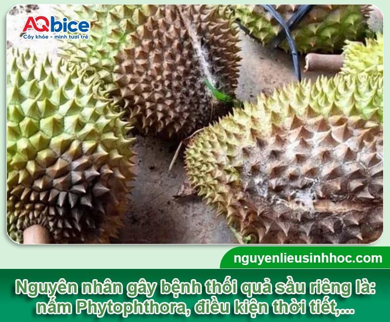 Bệnh thối trái cây sầu riêng do đâu và Cách phòng trừ