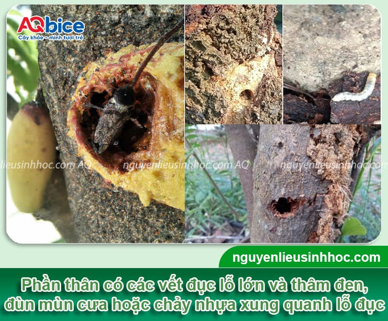 Cách trị sâu đục thân trên cây xoài dứt điểm, tiết kiệm 3 Cách trị sâu đục thân trên cây xoài dứt điểm, tiết kiệm