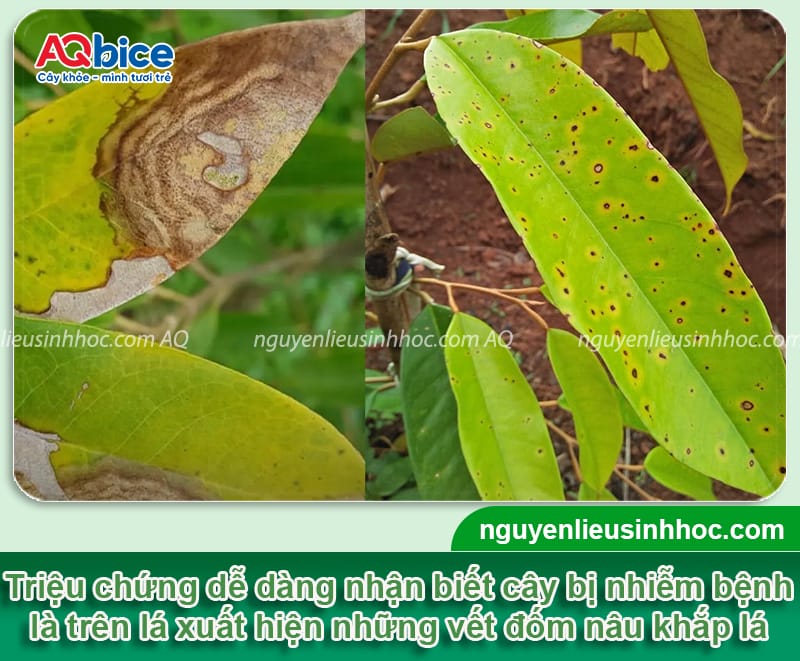 Bệnh đốm lá trên cây sầu riêng: Nguyên nhân & Cách phòng trị 3 Bệnh đốm lá trên cây sầu riêng: Nguyên nhân & Cách phòng trị