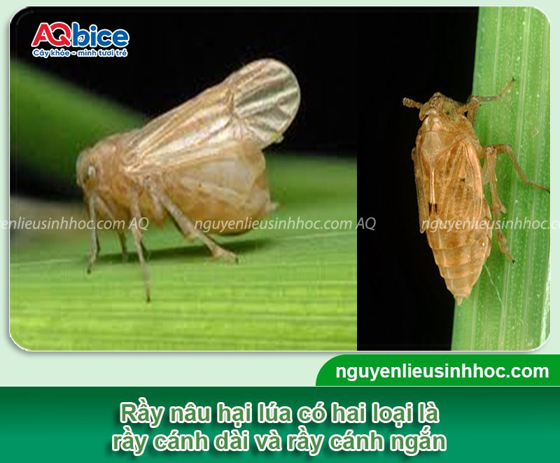 Đặc điểm rầy nâu hại lúa và Cách xử lý triệt để 2 Đặc điểm rầy nâu hại lúa và Cách xử lý triệt để