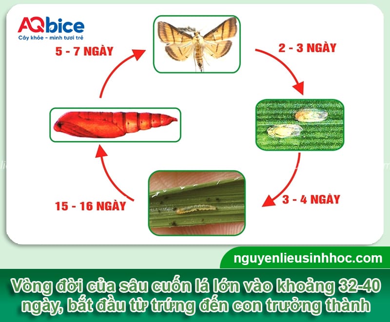Nhận biết sâu cuốn lá lớn hại lúa và Phòng trừ tận gốc 2 Nhật biết sâu cuốn lá lớn hại lúa và Phòng trừ tận gốc
