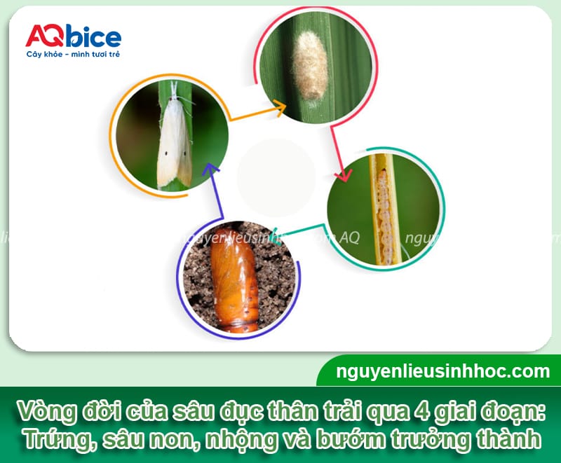 Sâu đục thân hai chấm hại lúa: Đặc điểm và Cách phòng trừ 2 Sâu đục thân hai chấm hại lúa: Đặc điểm và Cách phòng trừ
