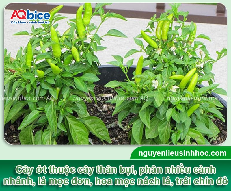 Kỹ thuật trồng ớt chi tiết giúp cây sai trái, nhanh thu hoạch