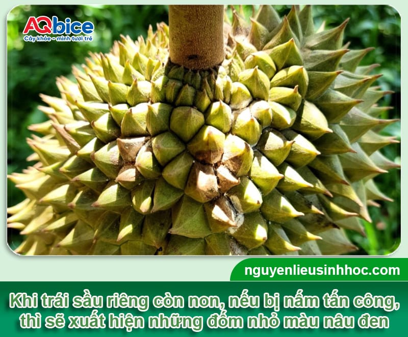 Bệnh thối trái cây sầu riêng do đâu và Cách phòng trừ